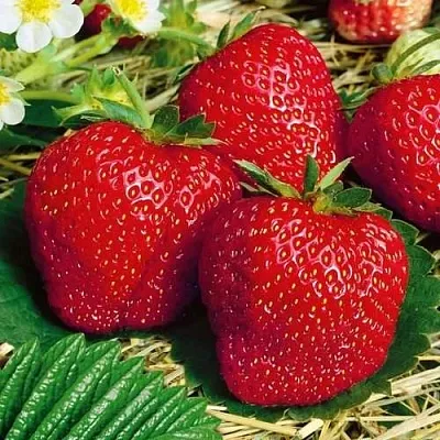 Клубника ВИМА ЗАНТА  Клубника ВИМА ЗАНТА в Речице