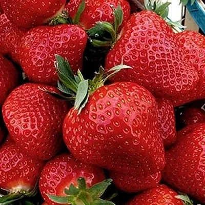 Клубника КЛЕРИ  Клубника КЛЕРИ в Речице