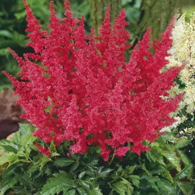 Астильба МОНТГОМЕРИ японская в Речице