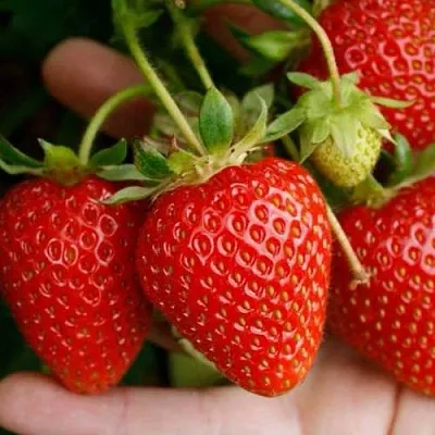 Клубника ПОРТОЛА ремонтантная  Клубника ПОРТОЛА ремонтантная в Речице