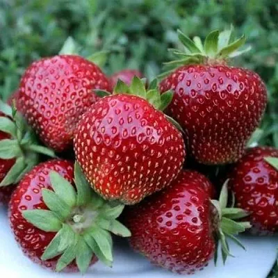 Клубника МАЛЬВИНА  Клубника МАЛЬВИНА в Речице