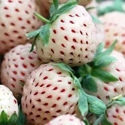 Клубника АНАНАСА ремонтантная  Клубника АНАНАСА ремонтантная в Речице