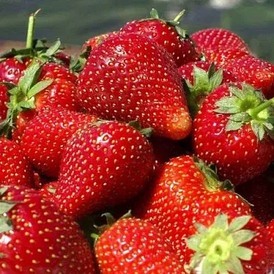 Клубника ПИРЧИНКЬЮ  Клубника ПИРЧИНКЬЮ в Речице