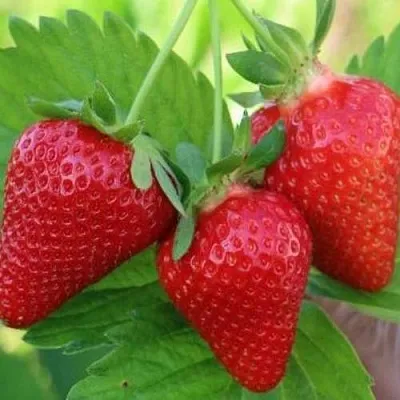 Клубника КЛОДИЯ  Клубника КЛОДИЯ в Речице