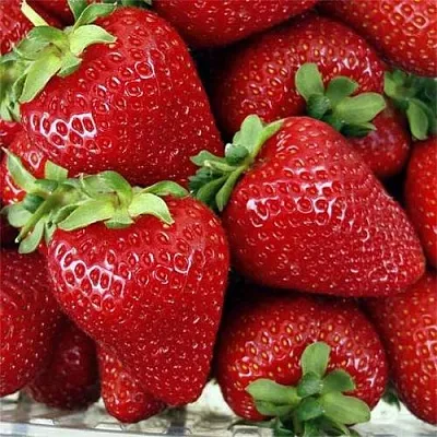 Клубника СКАЛА  Клубника СКАЛА в Речице