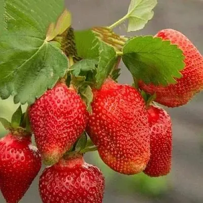 Клубника АЗИЯ  Клубника АЗИЯ в Речице