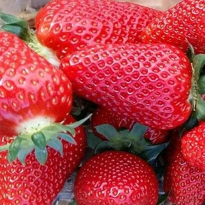 Клубника АМИ  Клубника АМИ в Речице