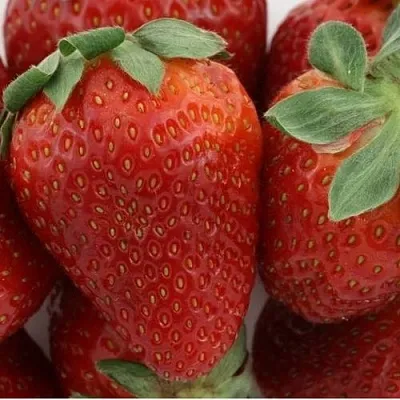 Клубника ФЛАМИНИЯ  Клубника ФЛАМИНИЯ в Речице