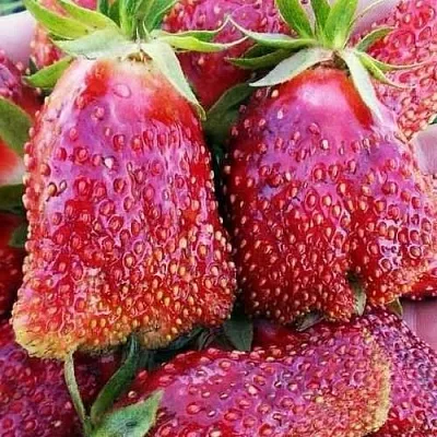 Клубника КУПЧИХА  Клубника КУПЧИХА в Речице