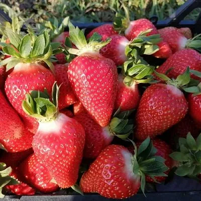 Клубника ЛЮЧИЯ  Клубника ЛЮЧИЯ в Речице