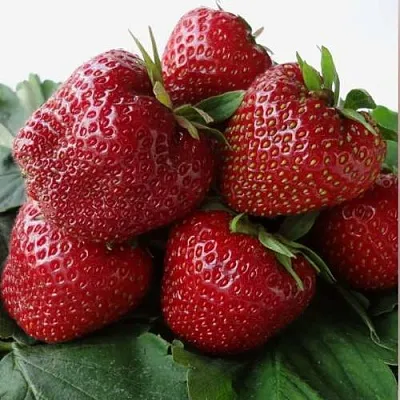 Клубника НАБИЛА  Клубника НАБИЛА в Речице