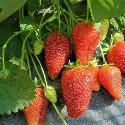 Клубника РОКСАНА  Клубника РОКСАНА в Речице