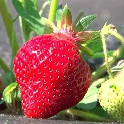 Клубника ХОНЕЙ  Клубника ХОНЕЙ в Речице