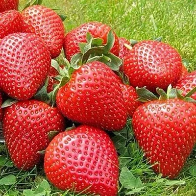 Клубника ЭЛИАНЕ  Клубника ЭЛИАНЕ в Речице