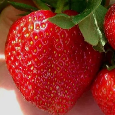 Клубника МАГНУС  Клубника МАГНУС в Речице