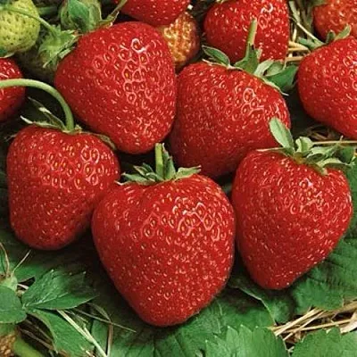 Клубника КОРОНА  Клубника КОРОНА в Речице