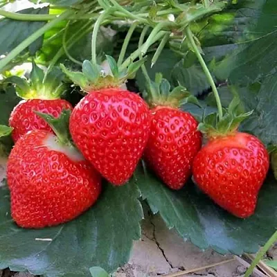 Клубника ТЕА  Клубника ТЕА в Речице