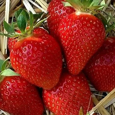 Клубника СИБИЛЛА  Клубника СИБИЛЛА в Речице