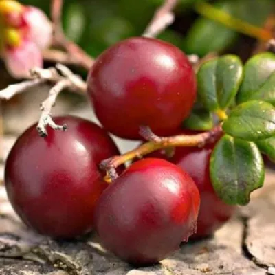 Клюква ЭРЛИ БЛЭК — описание сорта Клюква ЭРЛИ БЛЭК в Речице