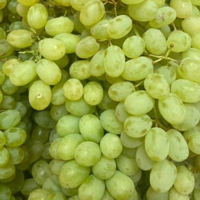 Зеленый в Речице