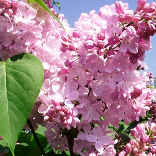 Сирень АДЕЛИНА в Речице