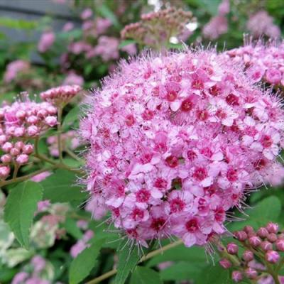 Розовая в Речице