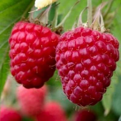 Средняя в Речице