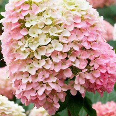 Низкорослые (карликовые) в Речице