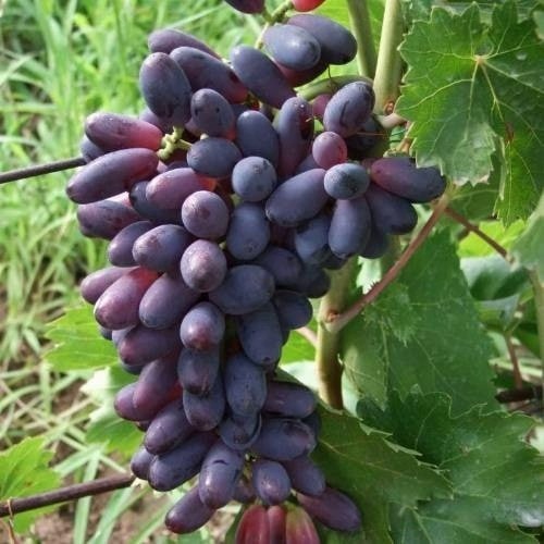 Виноград КИШМИШ ЯСЯ в Речице