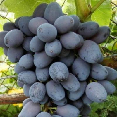 Черный виноград в Речице