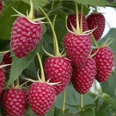 Высокая в Речице