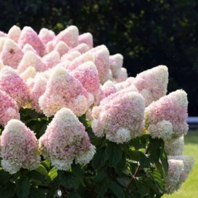 Бело-розовая в Речице