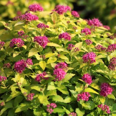 Японская в Речице