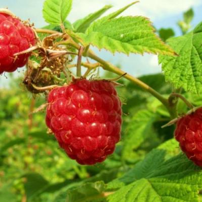 Бесшипная в Речице