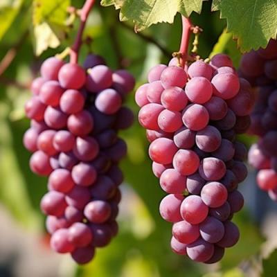 Фиолетовый в Речице