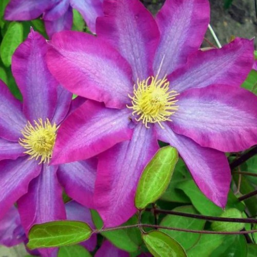 Клематис КАКИО в Речице