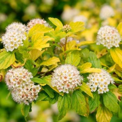 Желтый в Речице