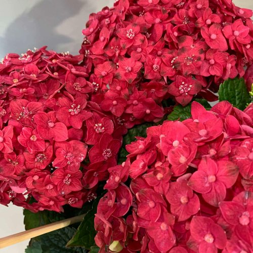 Гортензия ЭНДЛЕСС САММЕР ЛАВ крупнолистная в Речице