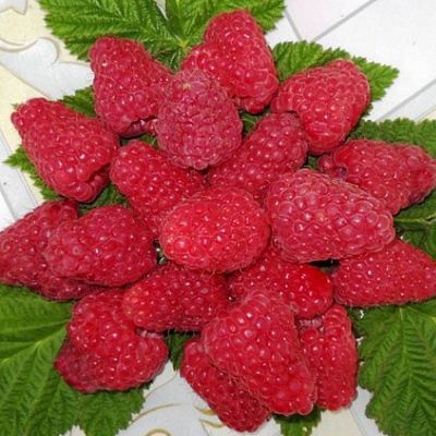 Сладкая в Речице