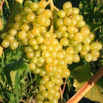 Желтый в Речице