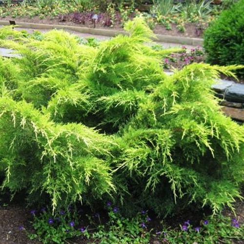 Можжевельник ГОЛД КОСТ средний в Речице