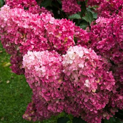 Фрайз в Речице