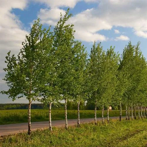 Береза обыкновенная в Речице