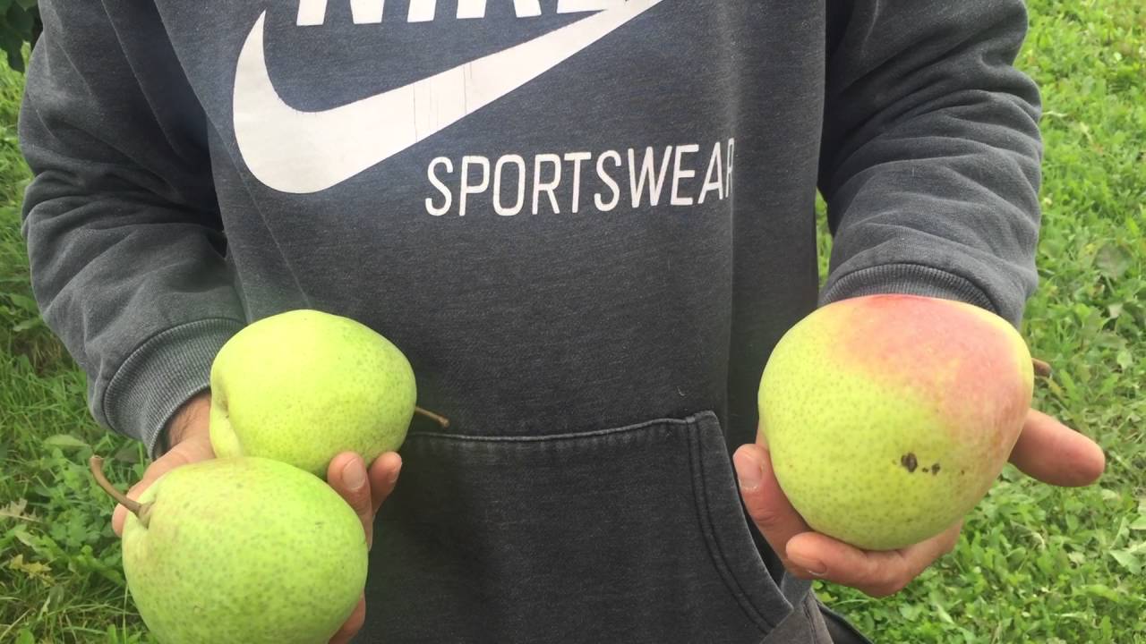 Превью видео