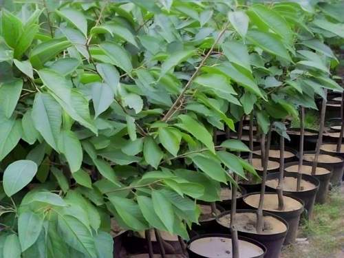 Посадка саженцев черешни — как правильно посадить черешню в Беларуси