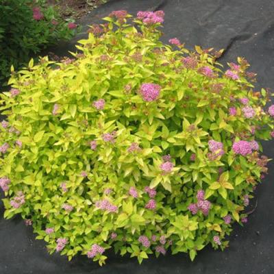 Голден в Речице