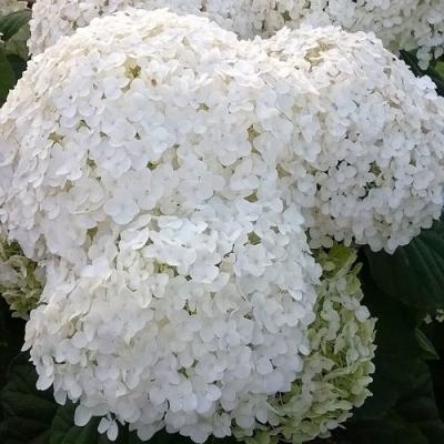 Белая в Речице