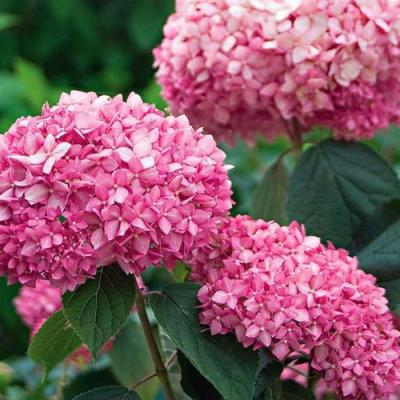 Розовая в Речице