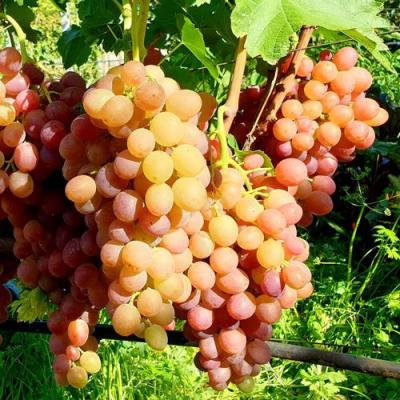 Сладкий в Речице