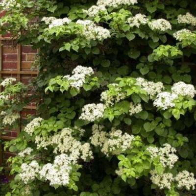 Черешковая в Речице